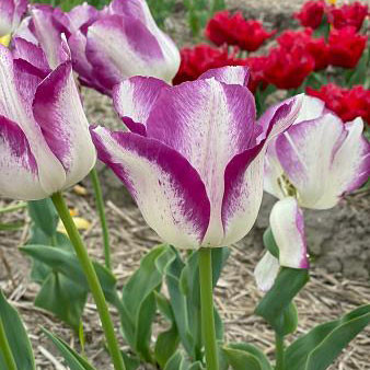 Tulip 'Affaire'