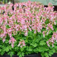 Corydalis solida 'Beth Evans'