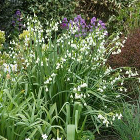 Leucojum aestivum 'Gravetye Giant'