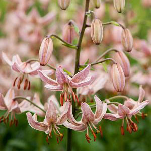 Lilium martagon 'Pink Morning'