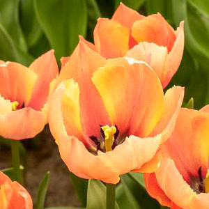 Tulip 'Salmon Van Eijk'