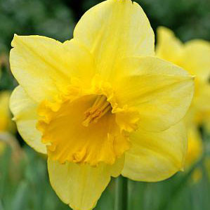 Narcissus 'Carlton'