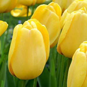 Tulip 'Golden Parade'