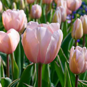 Tulip 'Sweet Impression'