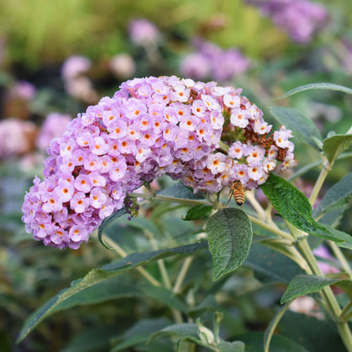 Buddleia 'Pugster Sorbet'