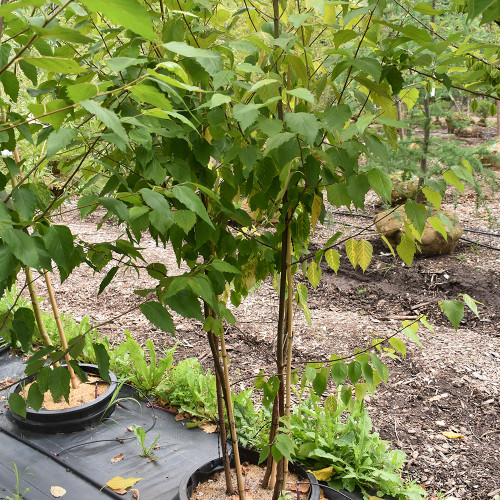 Betula pap. 'Renaissance Oasis' (Clump)