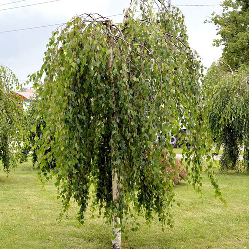 Betula pendula 'Youngii'