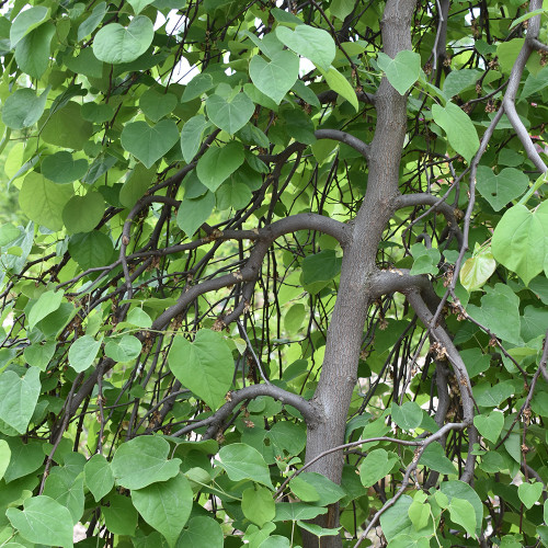 Cercis canadensis 'Covey'