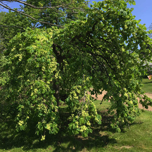 Ulmus glabra 'Camperdownii'