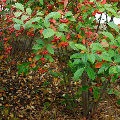 Aronia arbutifolia 'Brilliantissima'