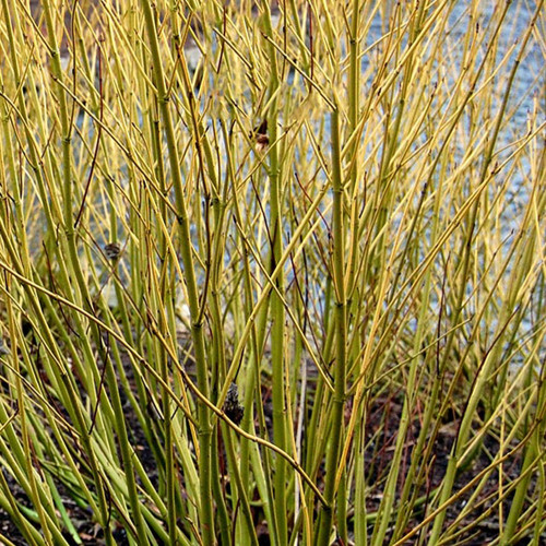 Cornus alba 'Bud's Yellow'