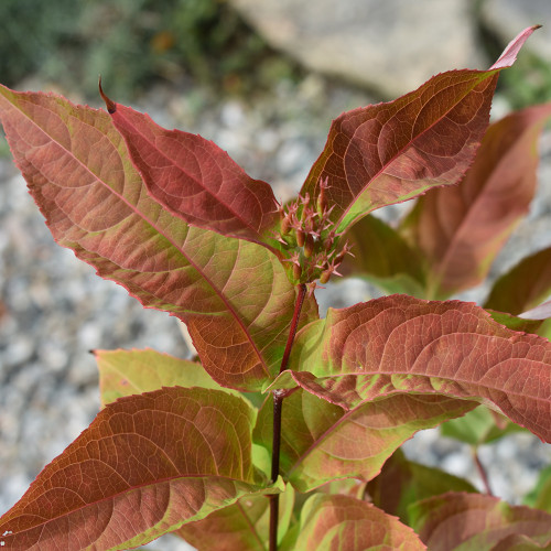 Diervilla x 'Kodiak Orange'