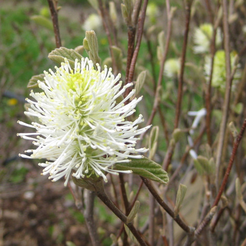 Fothergilla x intermedia Legends of the Fall - Behmerwald Nursery