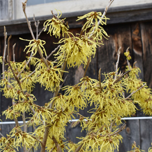 Hamamelis x intermedia 'Arnolds Promise'