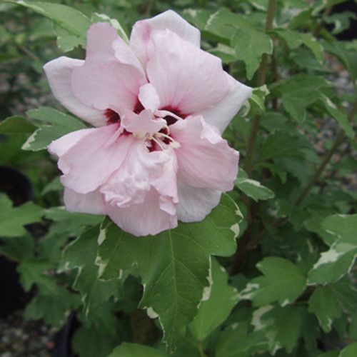 Hibiscus syriacus 'Sugar Tip' Hibiscus syriacus 'Sugar Tip'