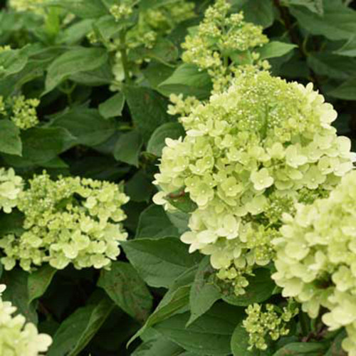 Hydrangea paniculata 'Limelight'