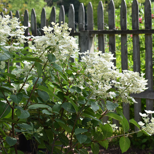 Hydrangea paniculata 'Quick Fire'