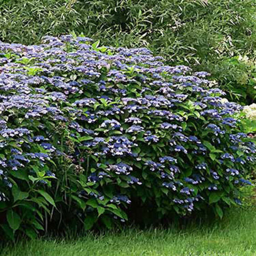 Hydrangea serrata 'Blue Billow'