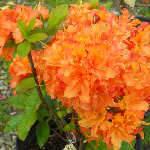 Rhododendron 'Mandarin Lights'