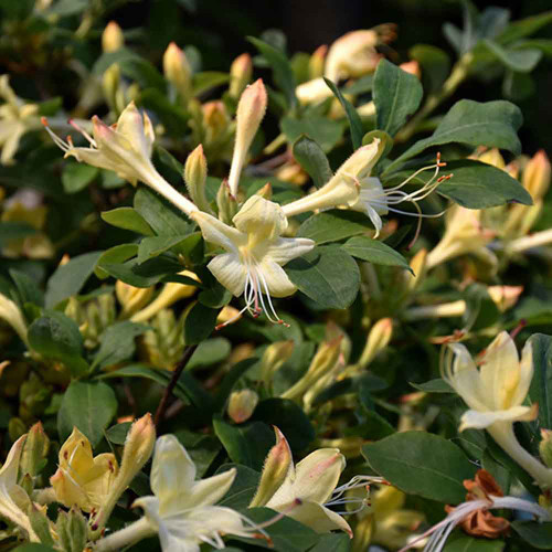 Rhododendron viscosum 'Lemon Drop'