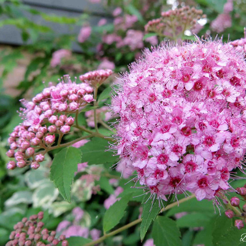 Spiraea betulifolia 'Pink Sparkler'