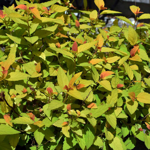 Spiraea japonica 'Doubleplay Candy Corn'