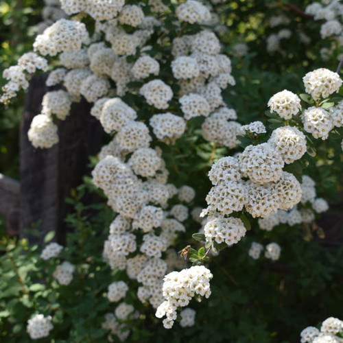 Spiraea vanhouttei 'Renaissance'