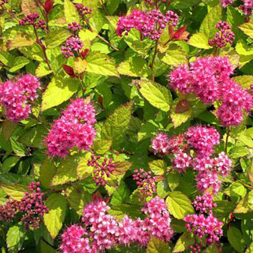 Spiraea x bumalda 'Goldflame'