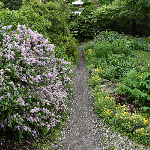 Syringa meyeri 'Palibin'