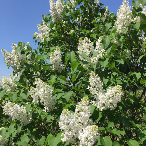 Syringa vulgaris alba