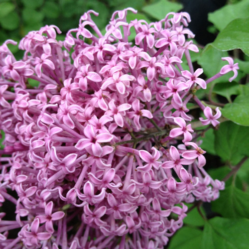 Syringa x 'Bloomerang'