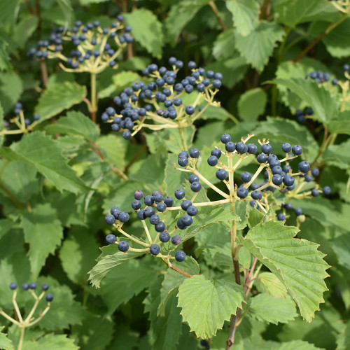 Viburnum dentatum