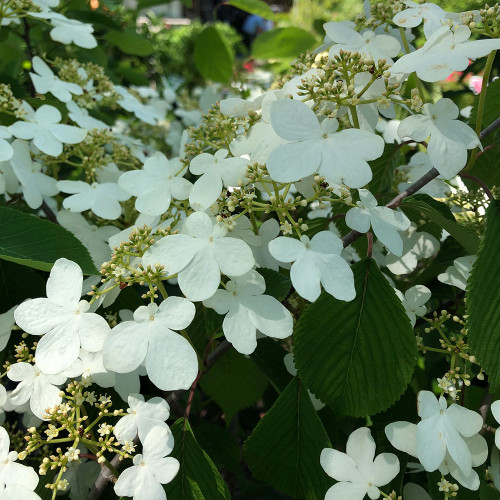 Viburnum p. tomentosum 'Shasta'