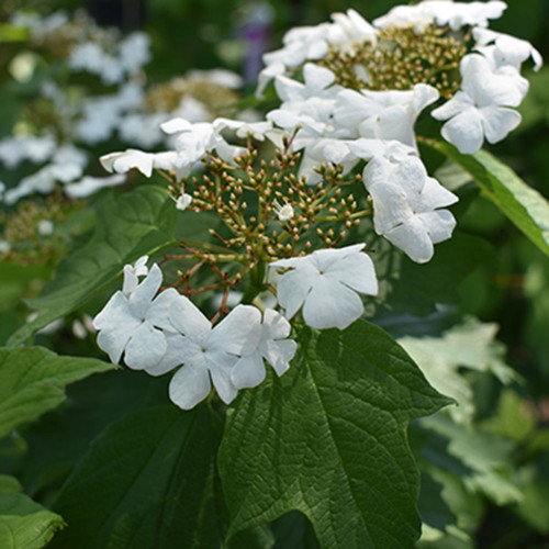 Viburnum trilobum 'Wentworth'