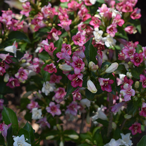 Weigela florida 'Czechmark Trilogy'