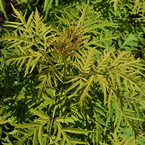 Sambucus racemosa 'Lemony Lace'