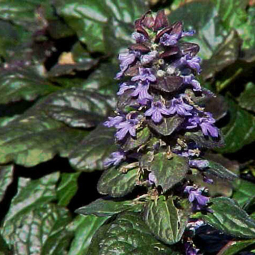 Ajuga 'Bronze Beauty'