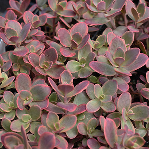 Sedum 'Wildfire'