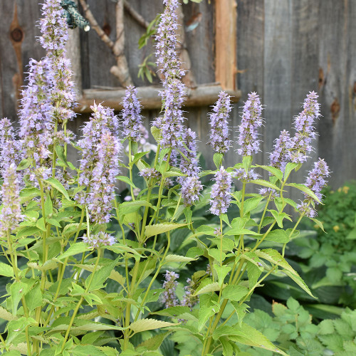 Agastache foeniculum 'Blue Fortune'