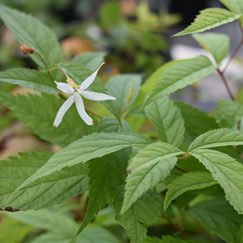 Gillenia trifoliata