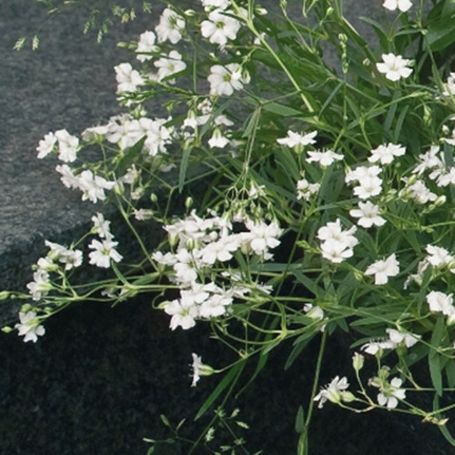 Gypsophila repens 'Filou White'