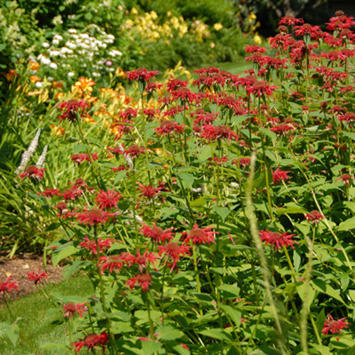 Monarda didyma 'Gardenview Scarlet'