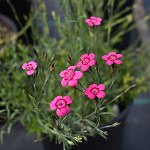 Dianthus deltoides 'Microchip Mix' Dianthus deltoides 'Microchip Mix'