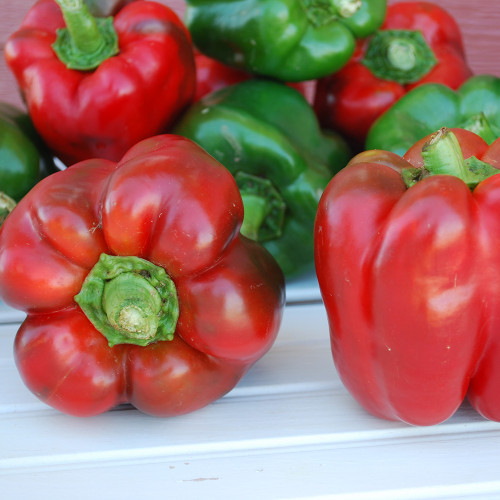 King of the North Pepper King of the North Pepper
