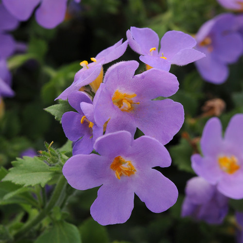 Bacopa Scopia 'Gulliver Blue' Bacopa Scopia 'Gulliver Blue'