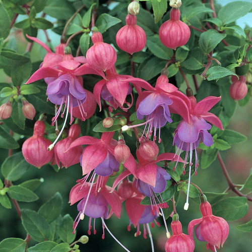 Fuchsia 'Ringwood Market' Fuchsia 'Ringwood Market'