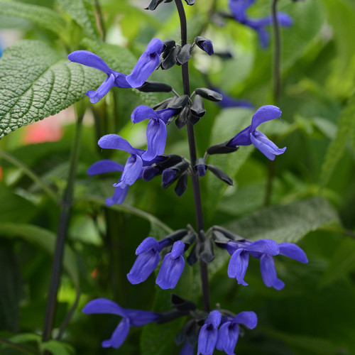 Salvia 'Black and Blue' Salvia 'Black and Blue'