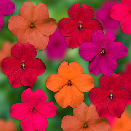 Impatiens 'Xtreme Mix Tango' Impatiens 'Xtreme Mix Tango'