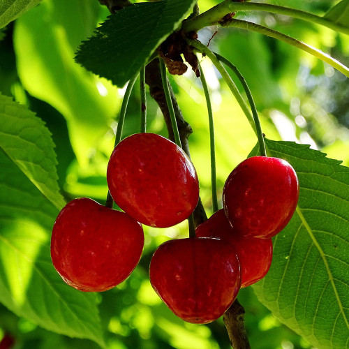 Prunus cerasus 'Sweet Cherry Pie'