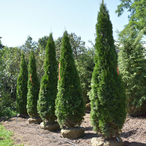 Thuja occidentalis 'Smaragd' Thuja occidentalis 'Smaragd'